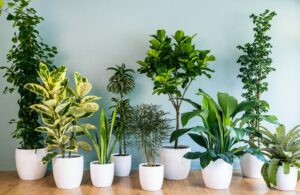 نباتات لتنقية الهواء
